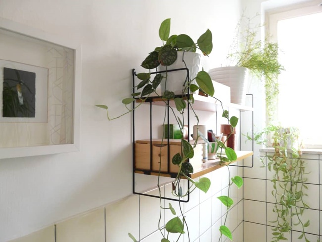 C&aacute;ch khử m&ugrave;i h&ocirc;i bể phốt